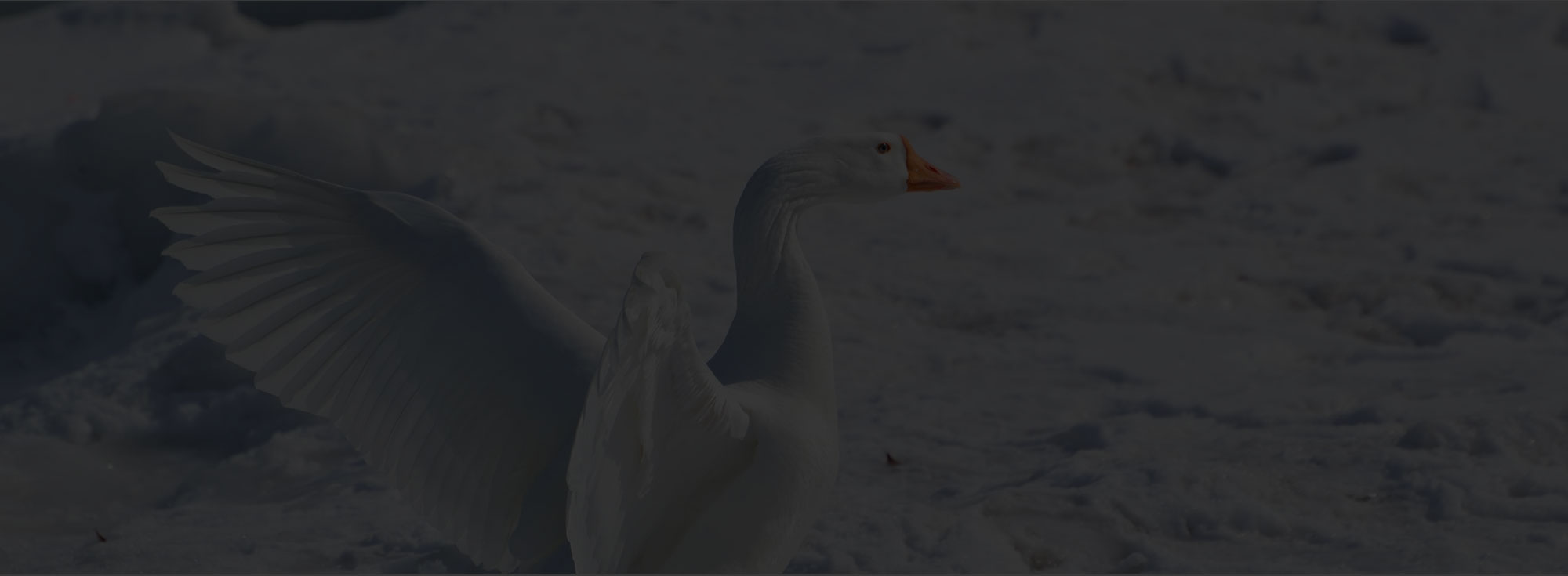 scalenbeak